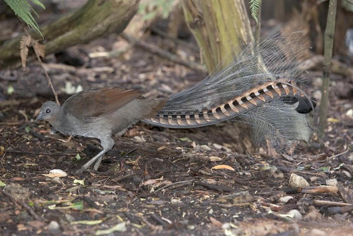 un uccello in piedi a terra con le ali spiegate