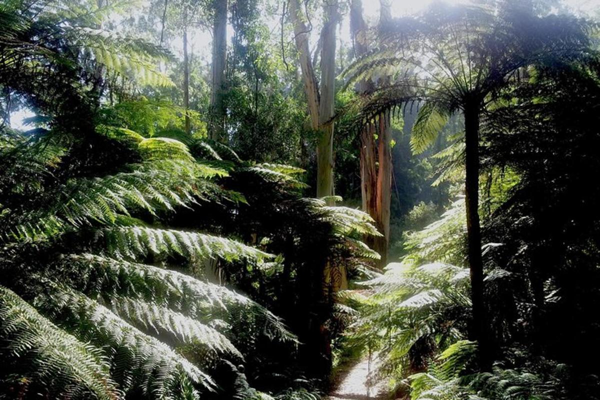 hutan dengan tumbuhan hijau yang subur dan laluan