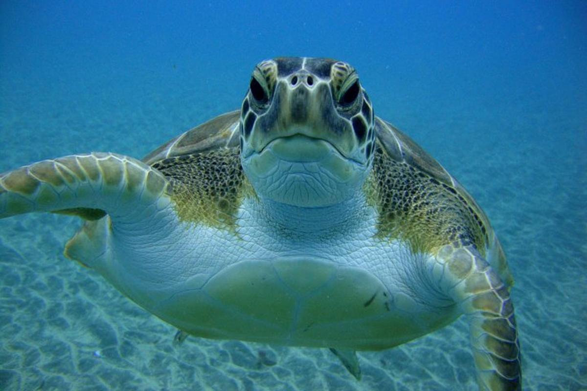 isang green sea turtle na lumalangoy sa tubig