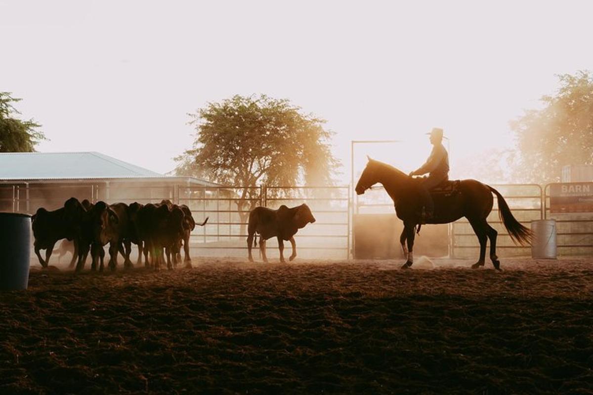 a man riding a horse in front of a herd of horses