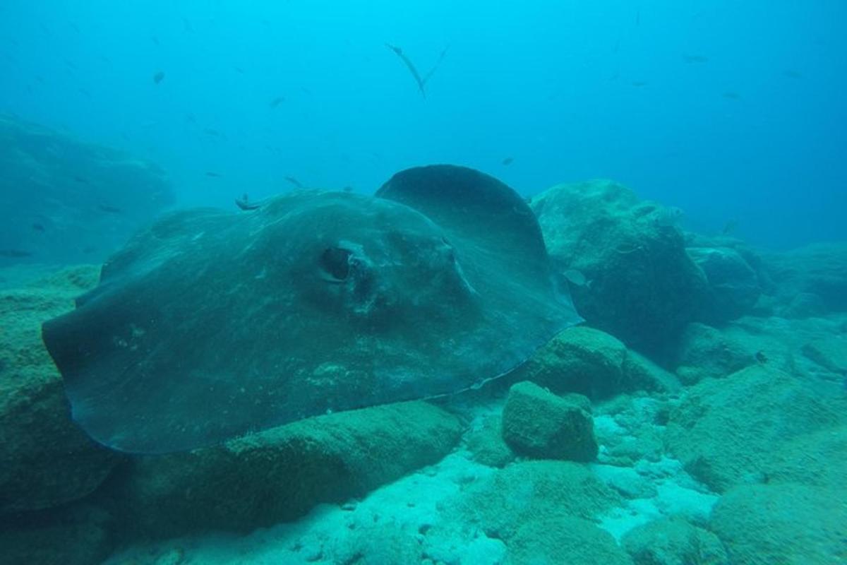 rejnoka plave v oceánu