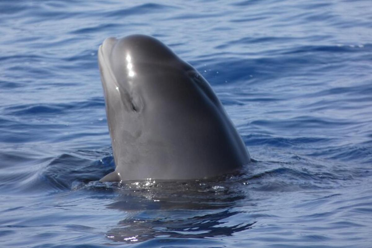 un delfino grigio che nuota nell'acqua