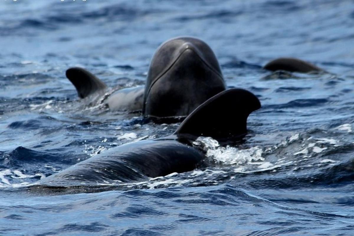 un gruppo di delfini che nuotano nell'acqua
