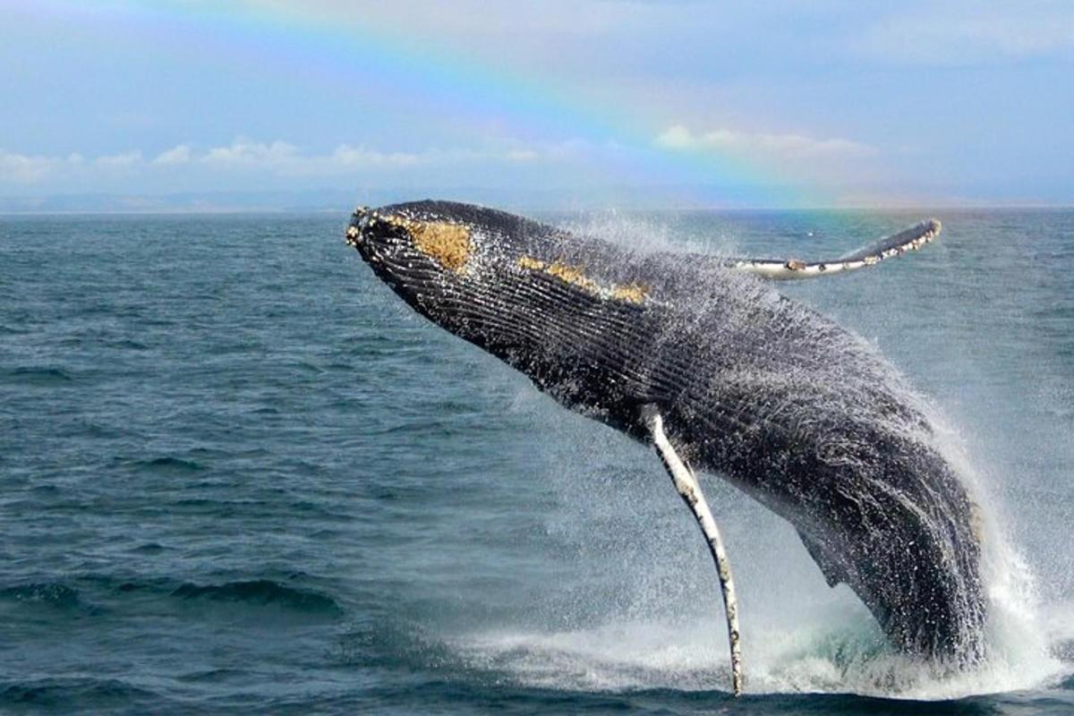 a whale jumping out of the water