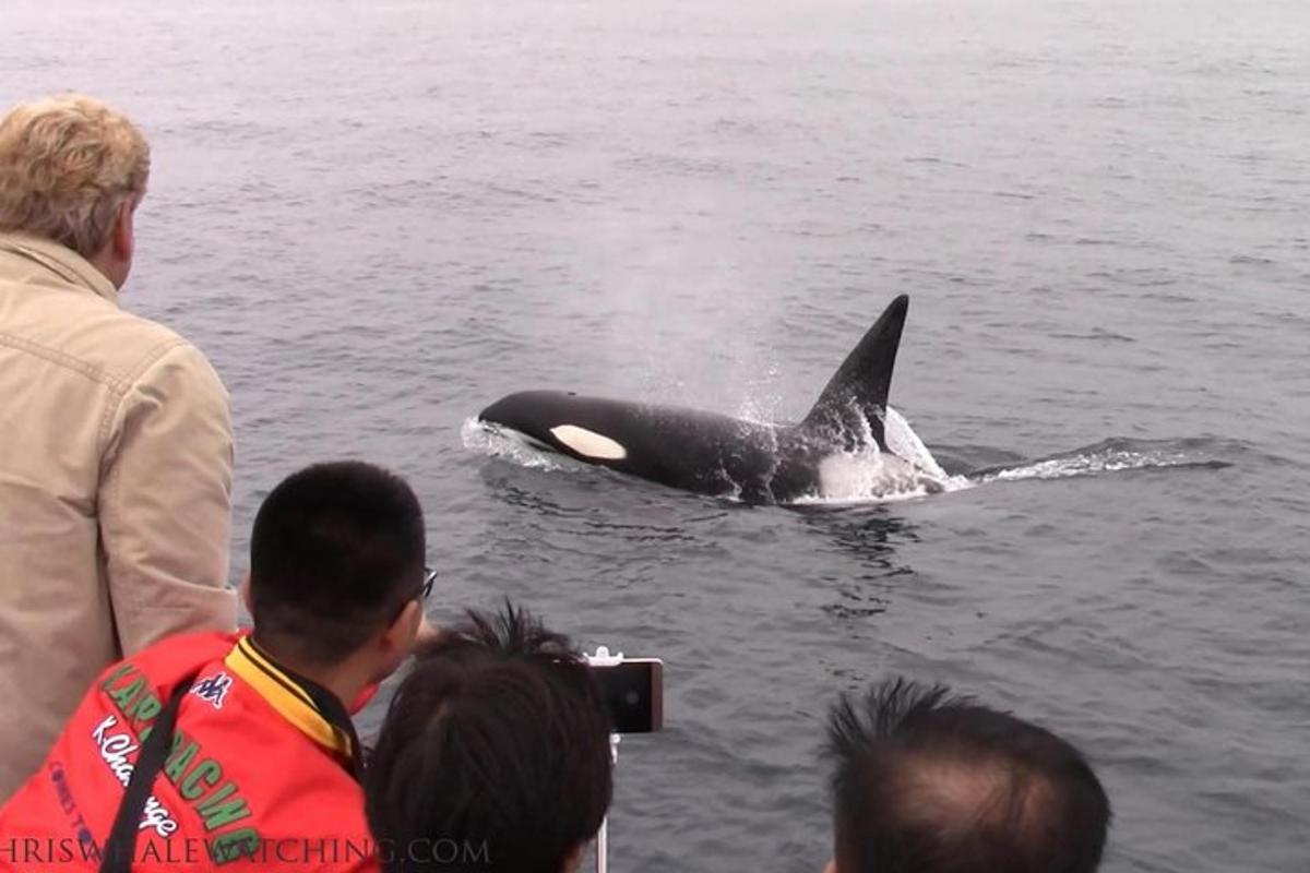 a whale swimming in the water next to a group of people