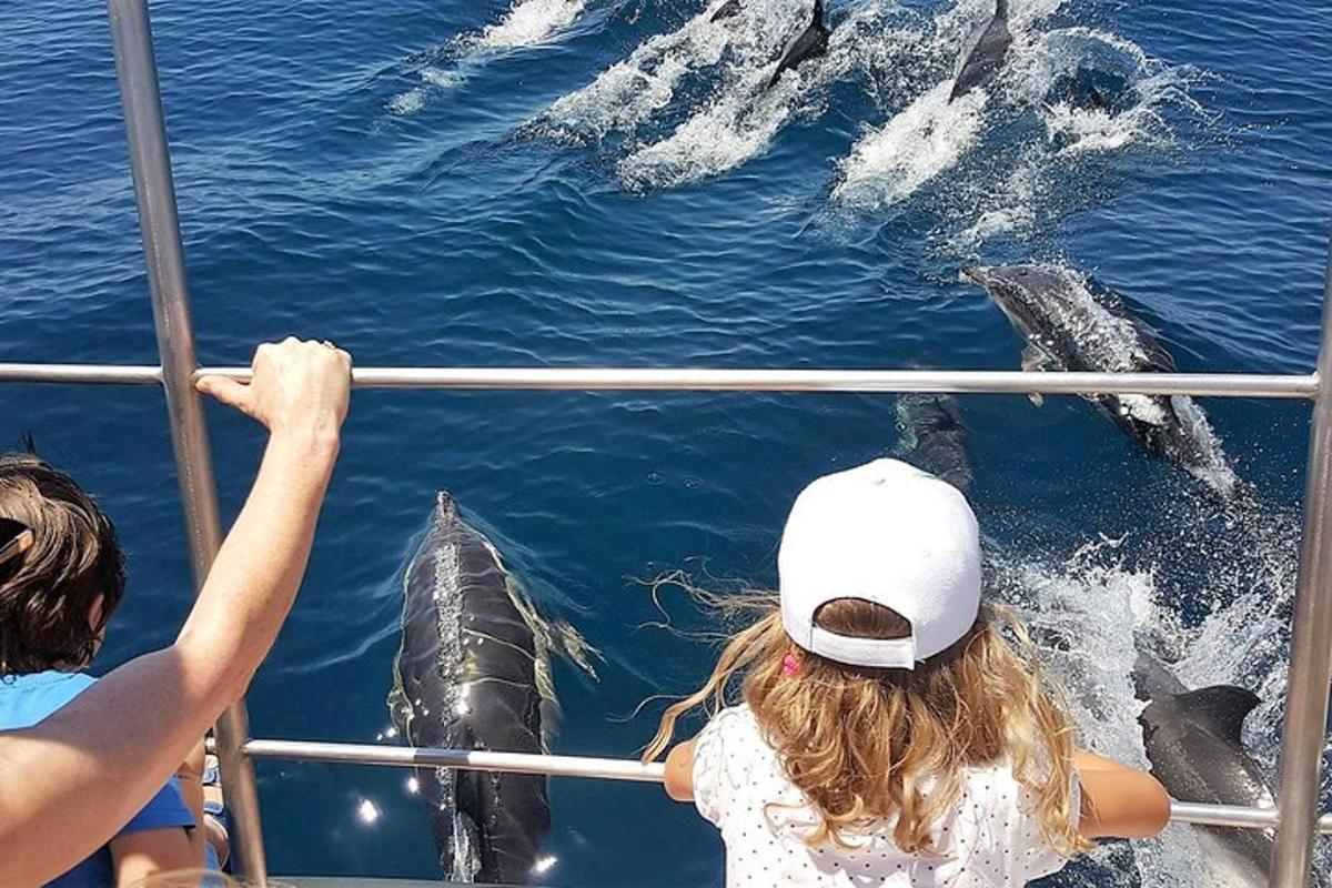 um grupo de golfinhos nadando ao lado de um barco