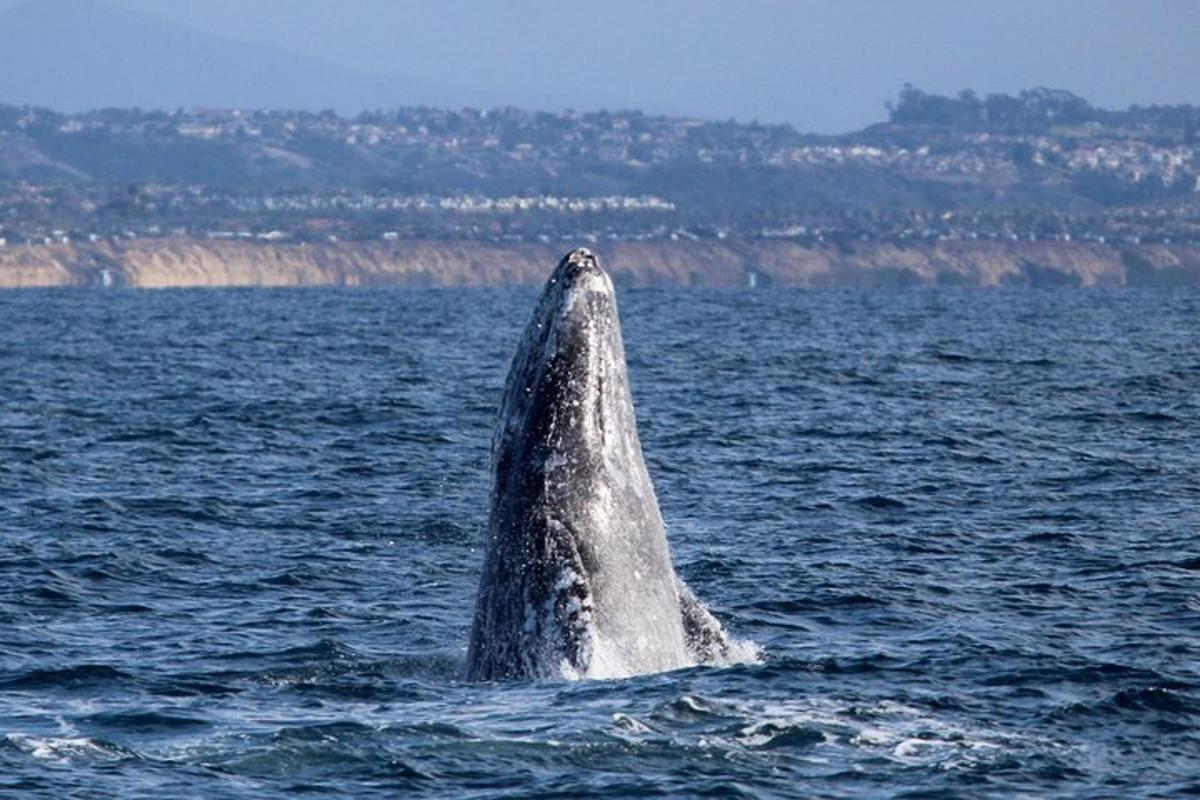 a humpback whale swimming in the water