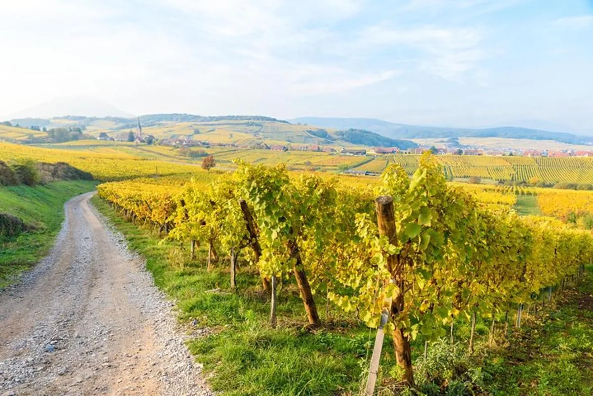 Alsace Half Day Wine Tour from Colmar – photo 5