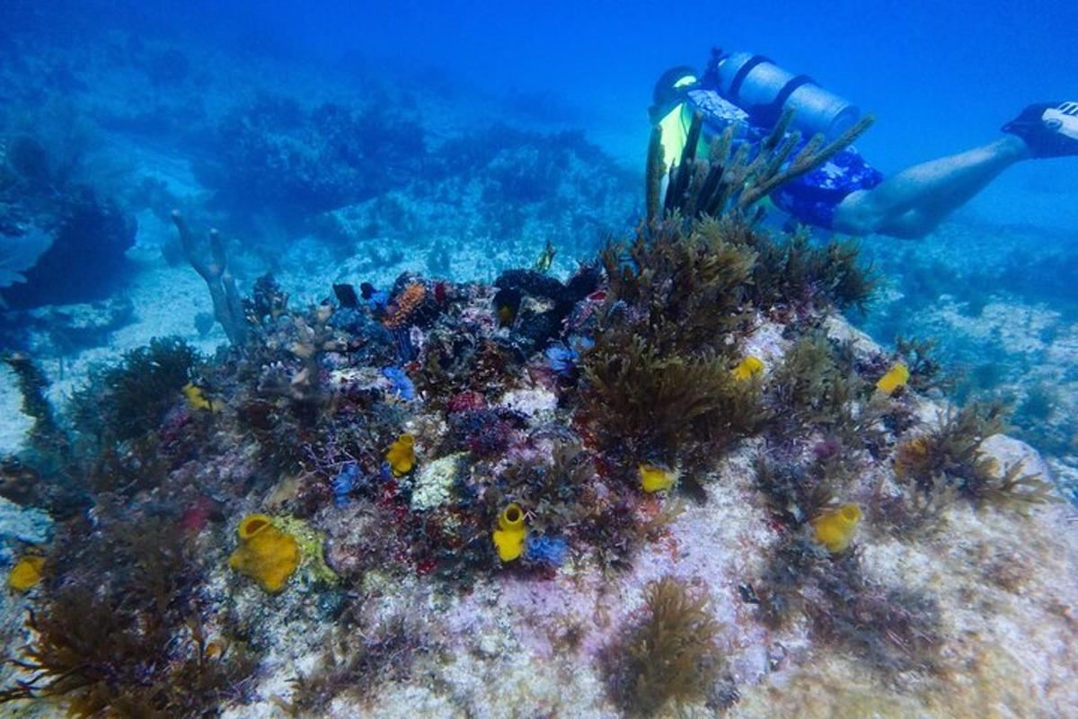 a person is swimming over a coral reef