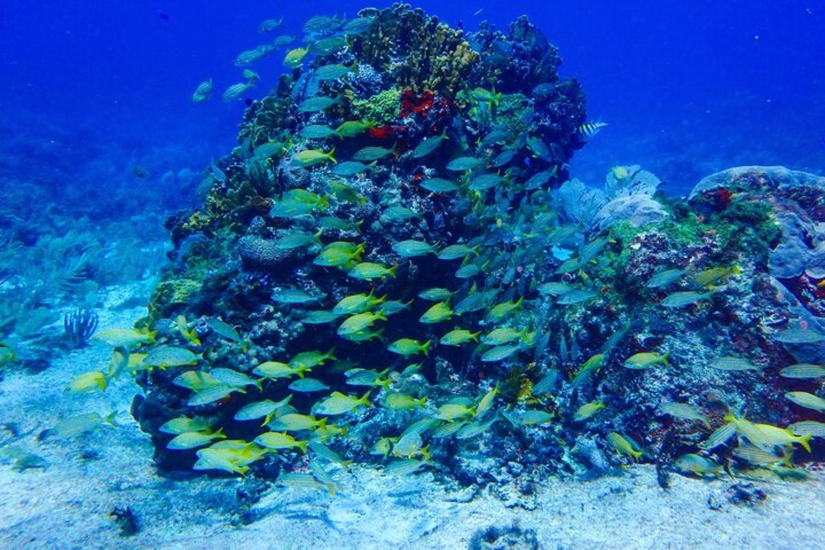 a group of fish swimming around a coral reef