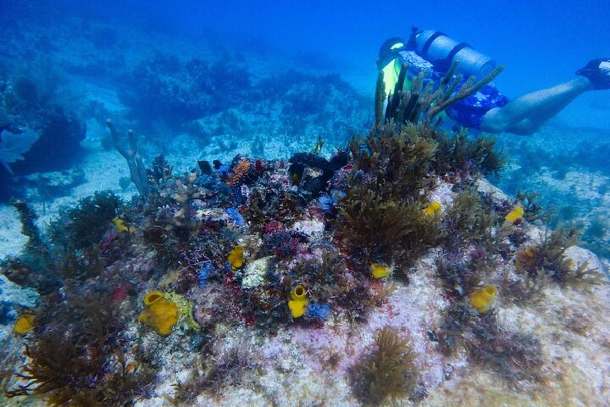 a person is swimming over a coral reef