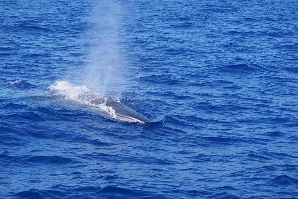 a whale in the middle of the water