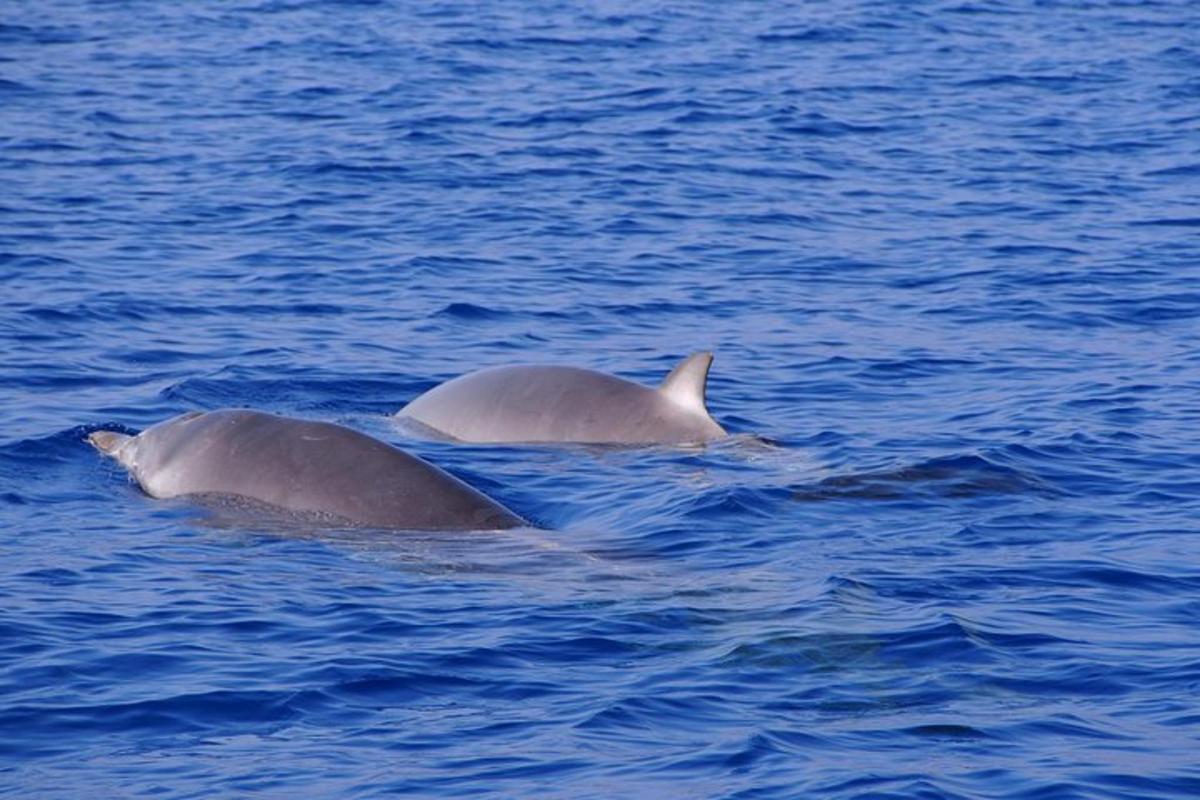 two dolphins swimming in a body of water