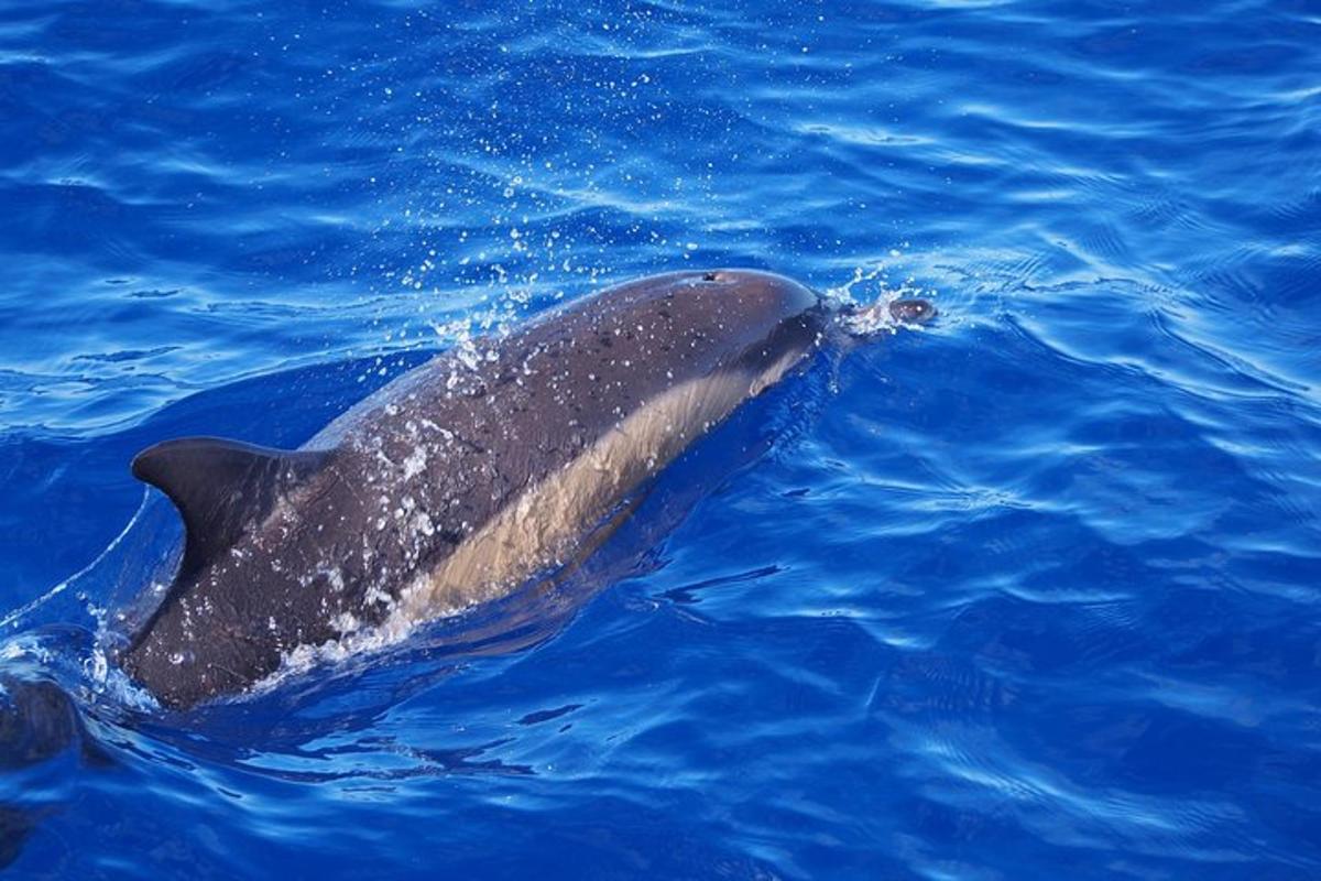 a dolphin swimming in the blue water