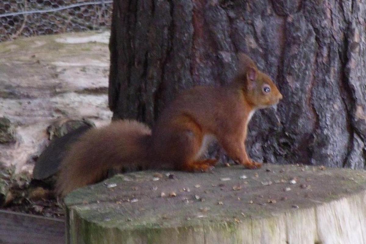 a squirrel sitting on a stump in front of a tree