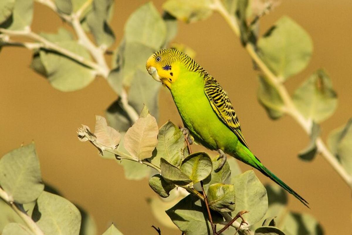 a green and yellow bird sitting on a tree branch
