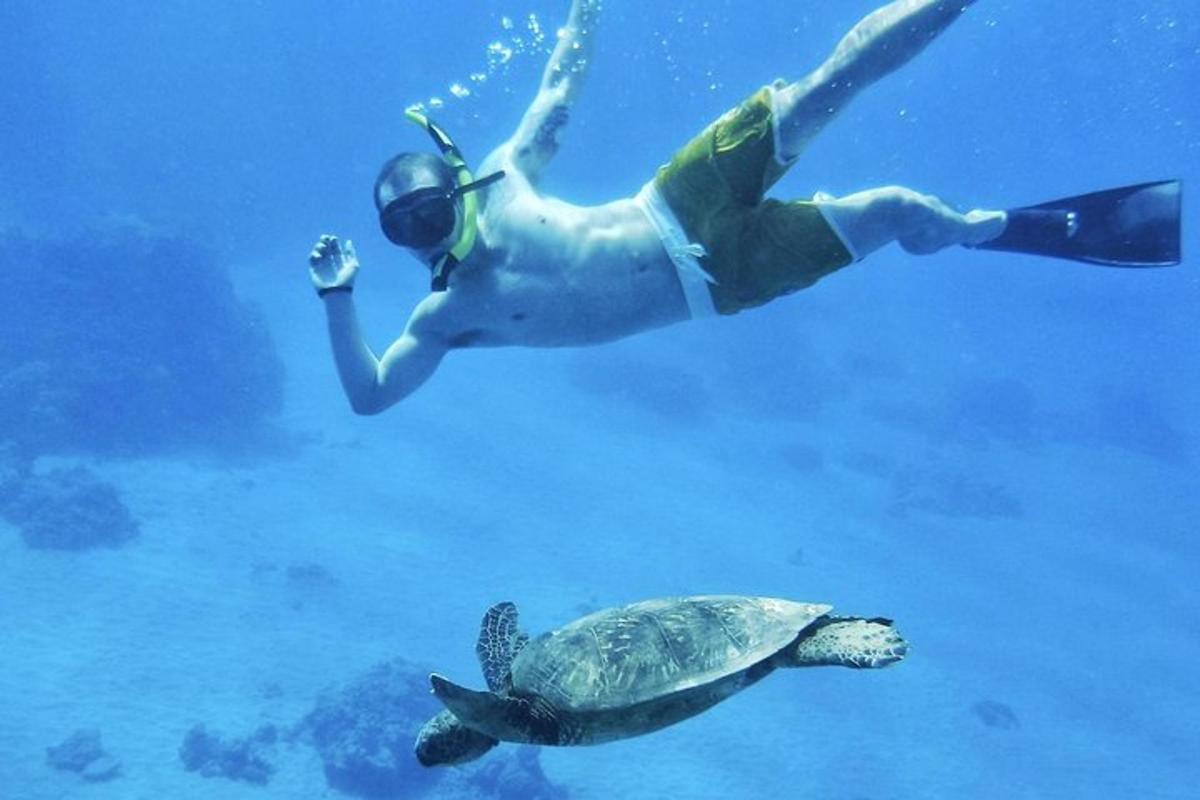 moški plava poleg želve v vodi