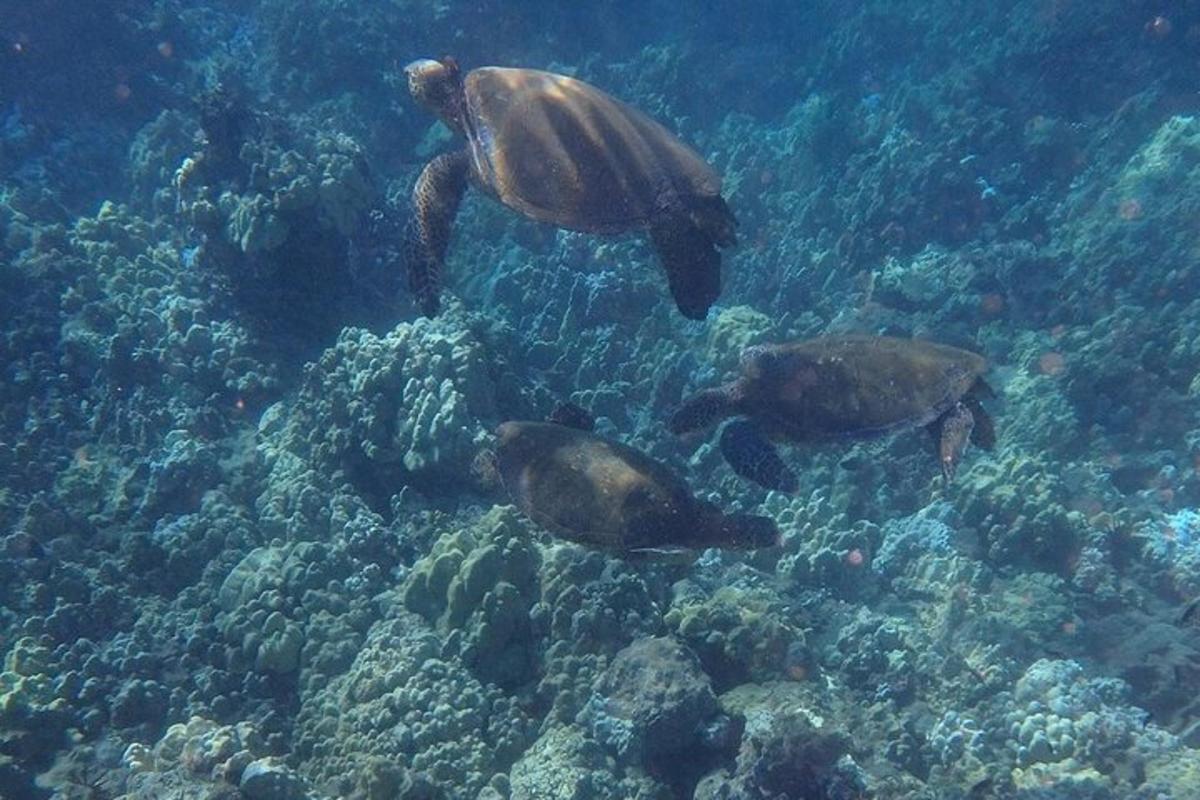 skupina mořských želv plavajících v oceánu