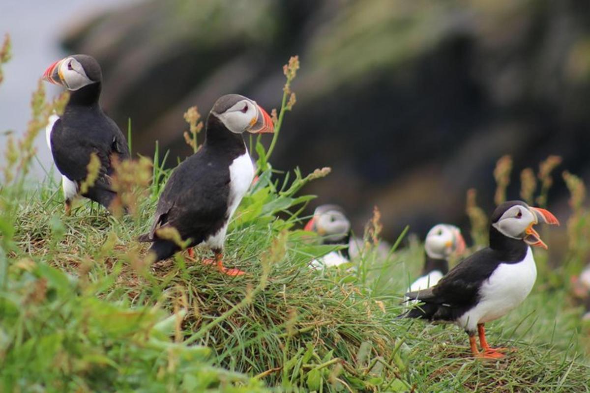Un grupo de pájaros de pie en la hierba