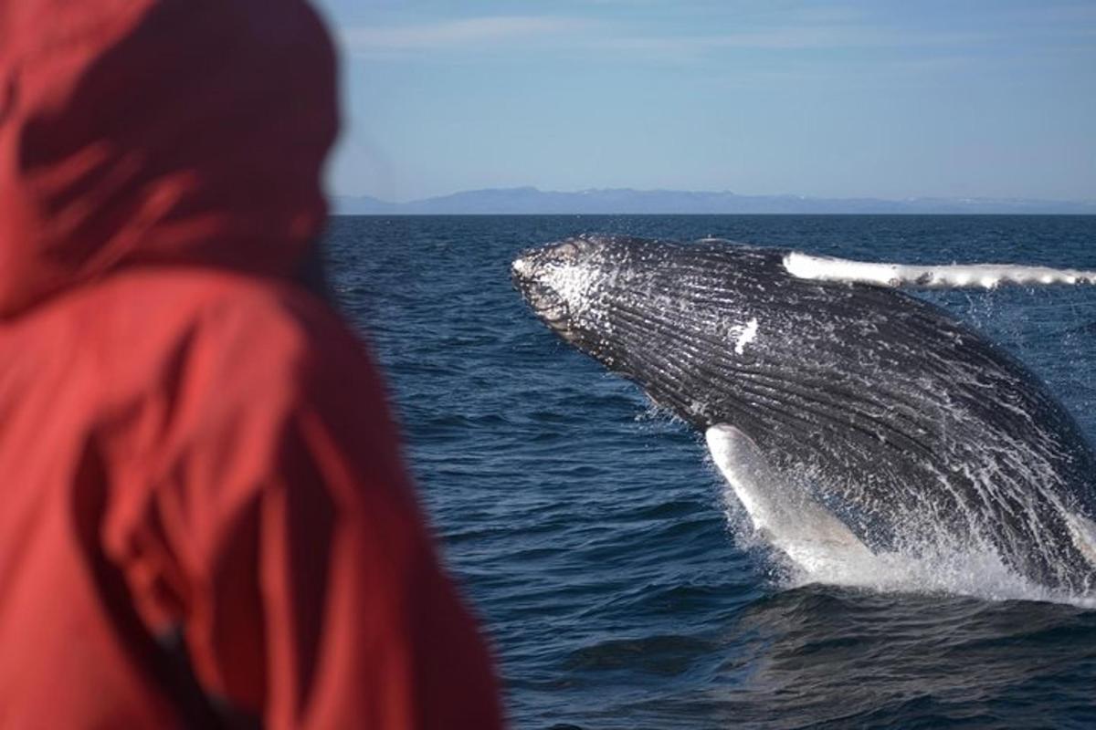 eine Person, die einen Delfin im Wasser beobachtet
