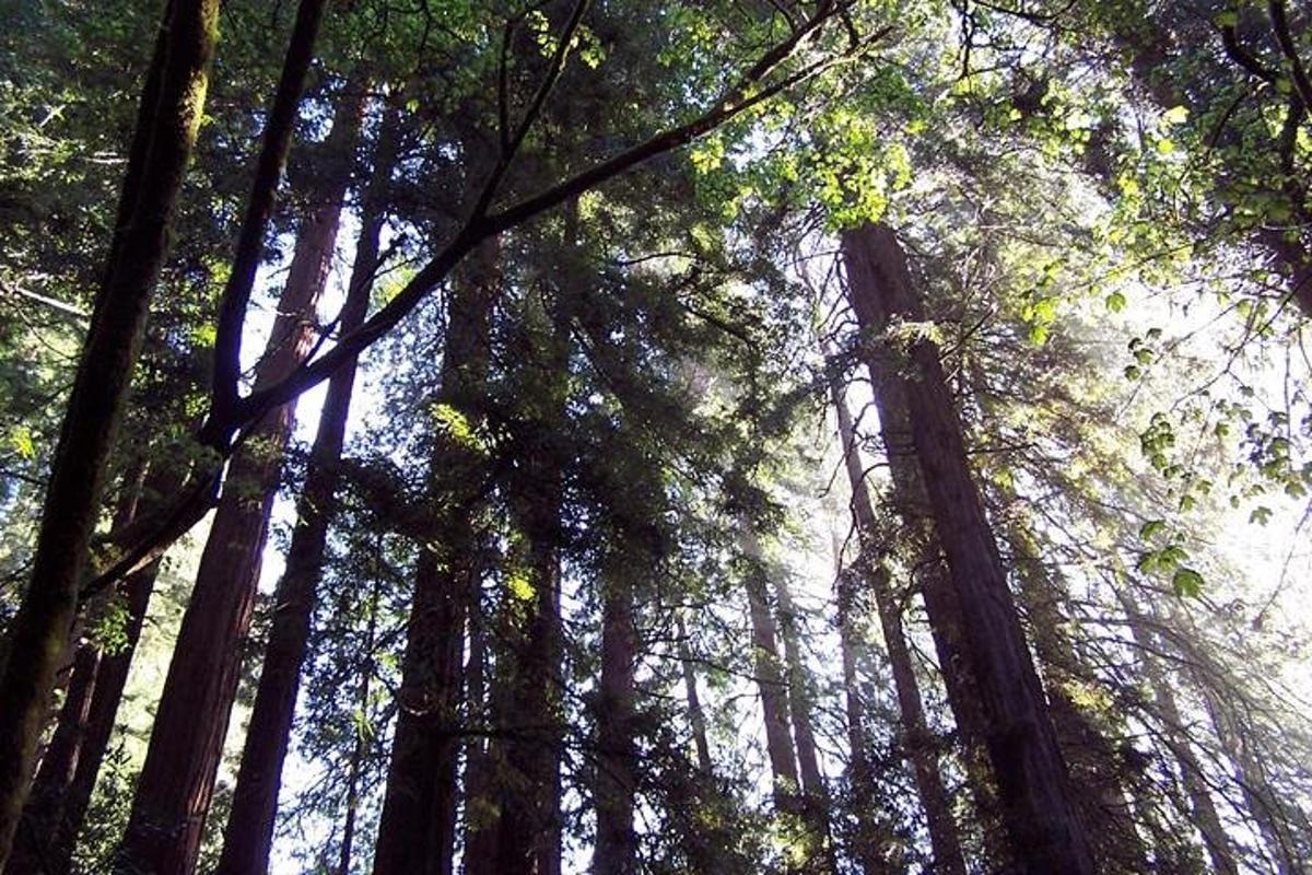 a forest of trees looking up into the sky