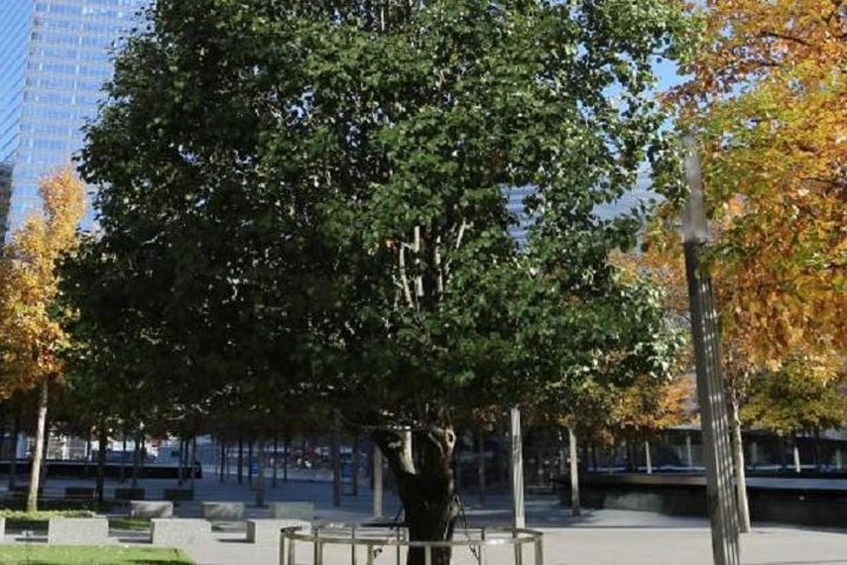 a large tree in a park with benches under it