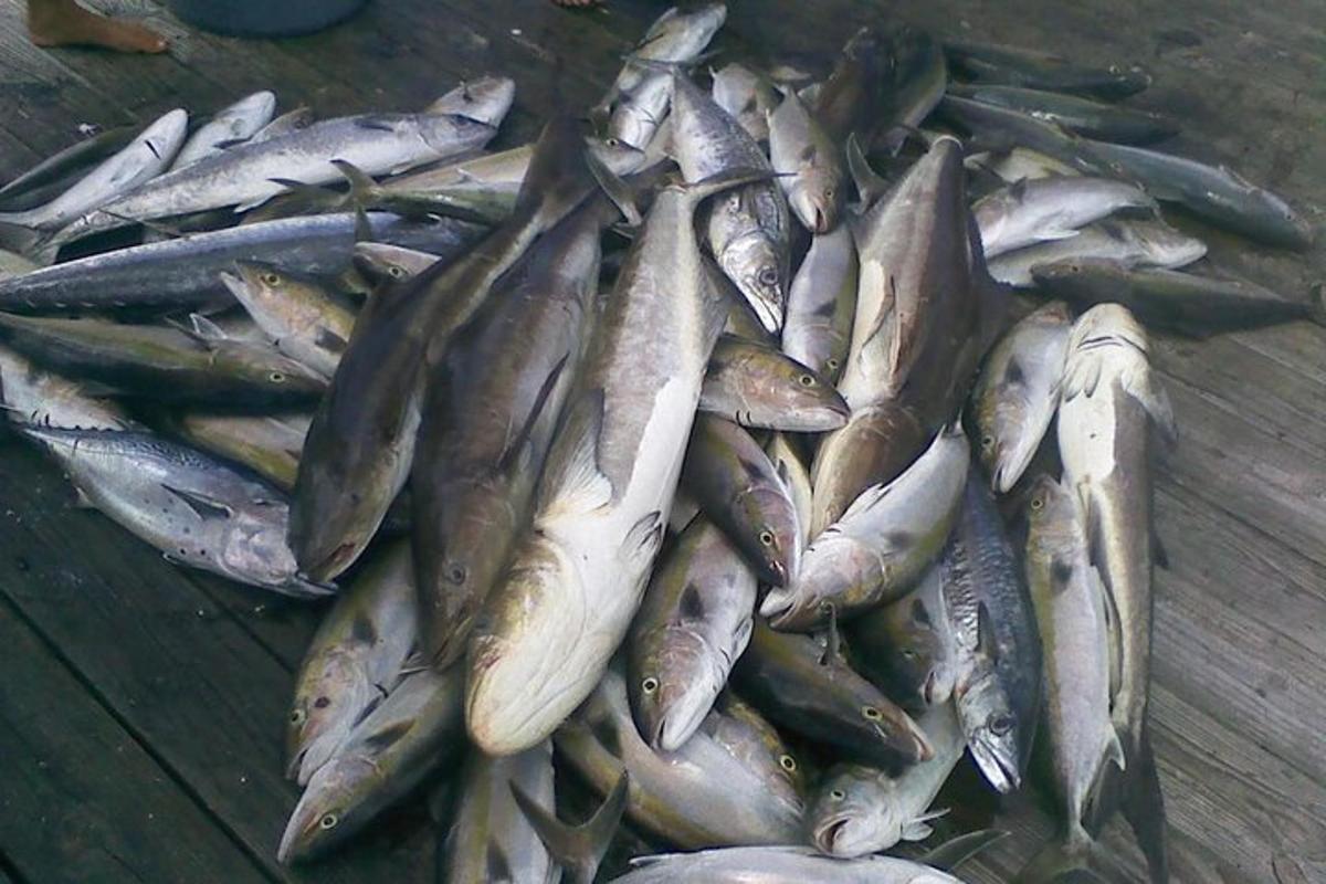 a pile of fish sitting on top of a table