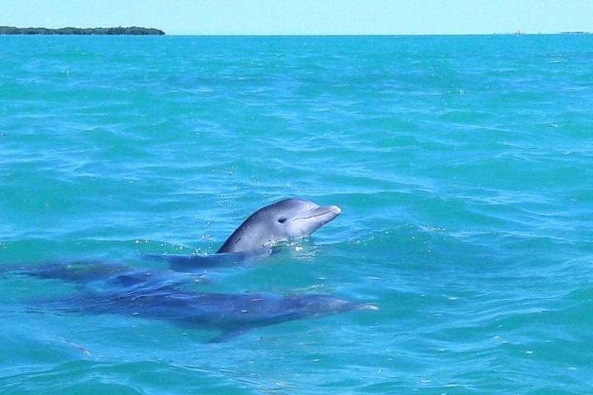 un delfino sta nuotando nell'acqua