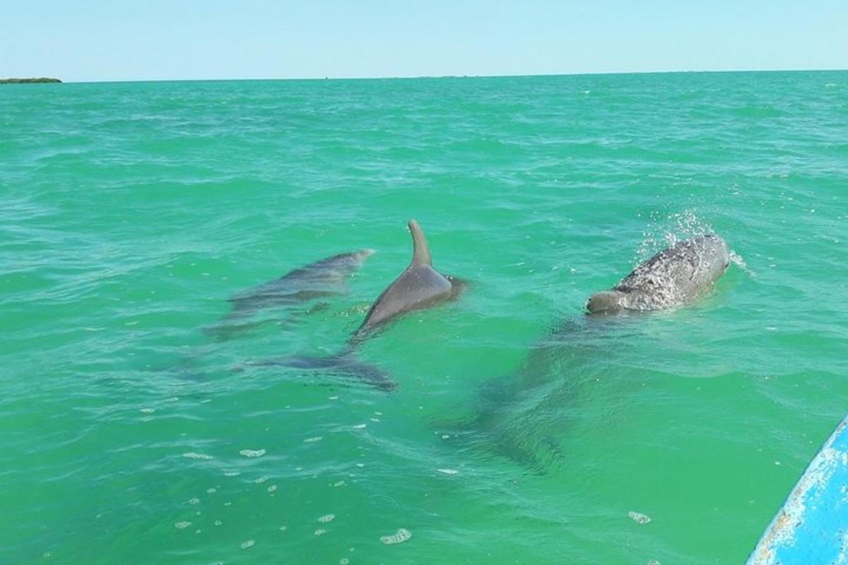 un gruppo di delfini che nuotano nell'acqua