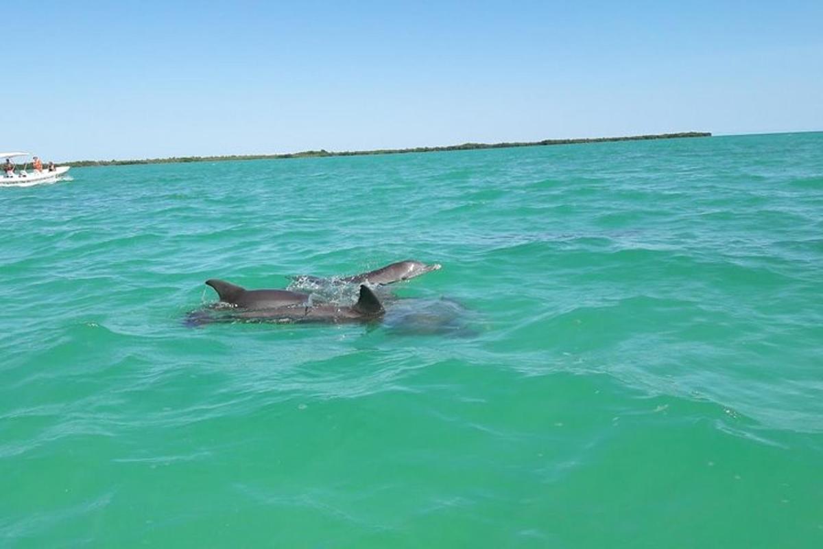 ein paar Delfine schwimmen im Wasser