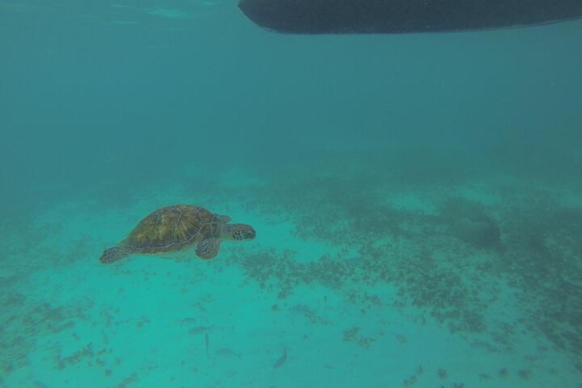 una tortuga verda nedant a l'aigua