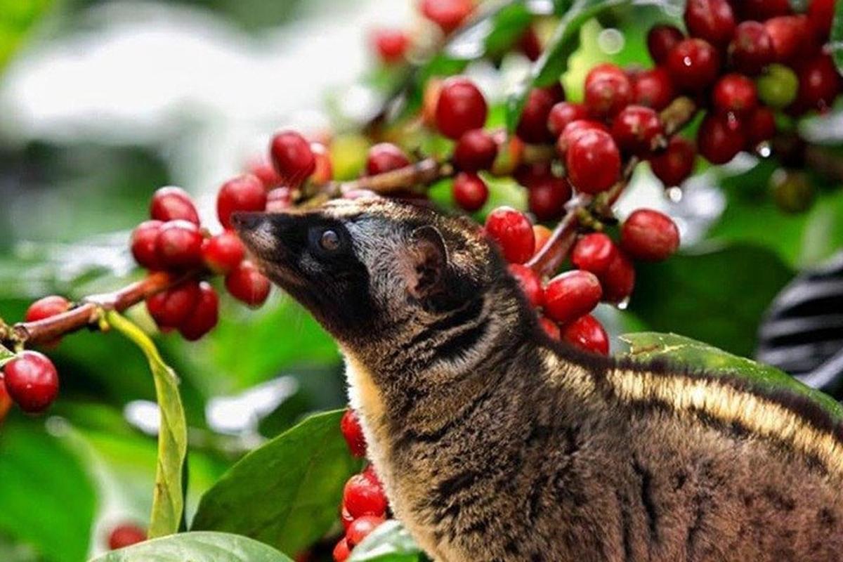 птица која једе бобице са гране дрвета
