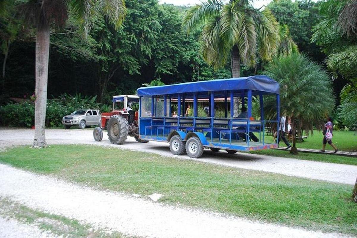 una carrozza trainata da cavalli blu che percorre una strada