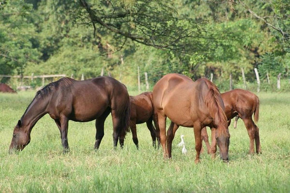 três cavalos pastando em um campo de grama