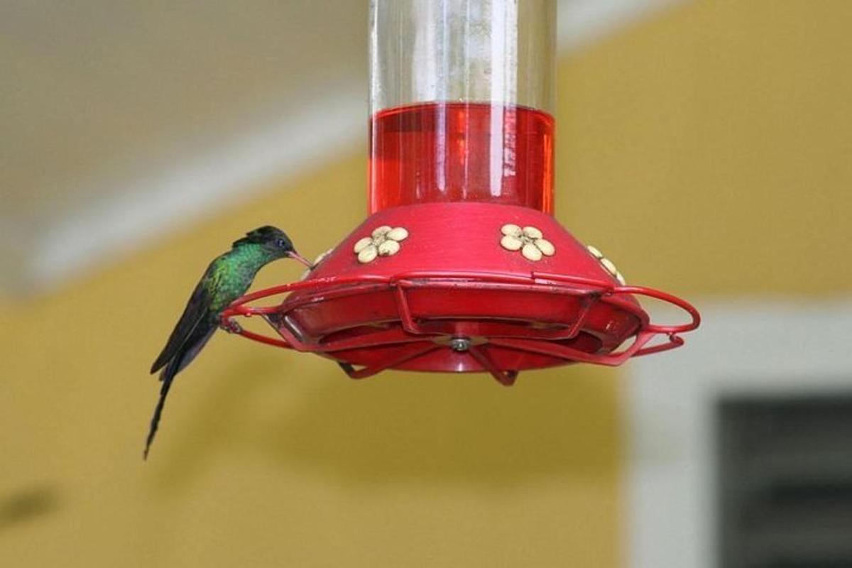 un uccello sta mangiando da una mangiatoia rossa