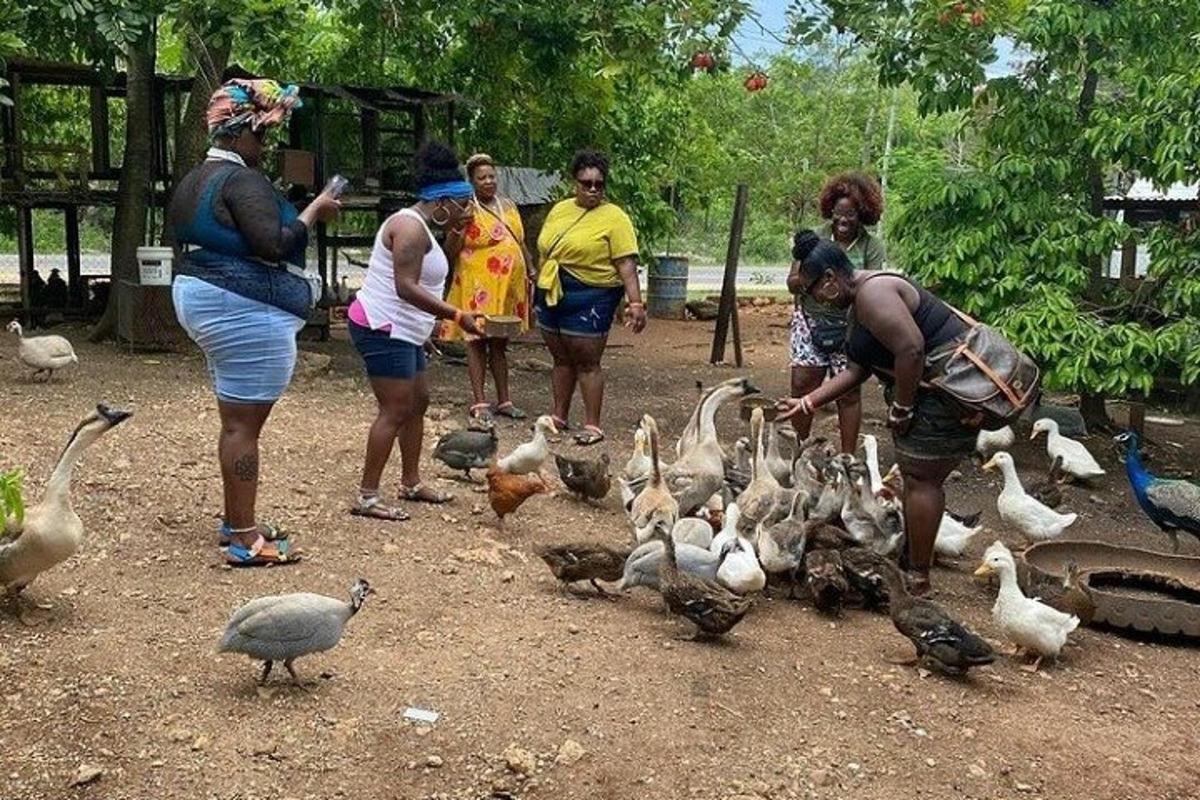 a group of people standing around a group of ducks