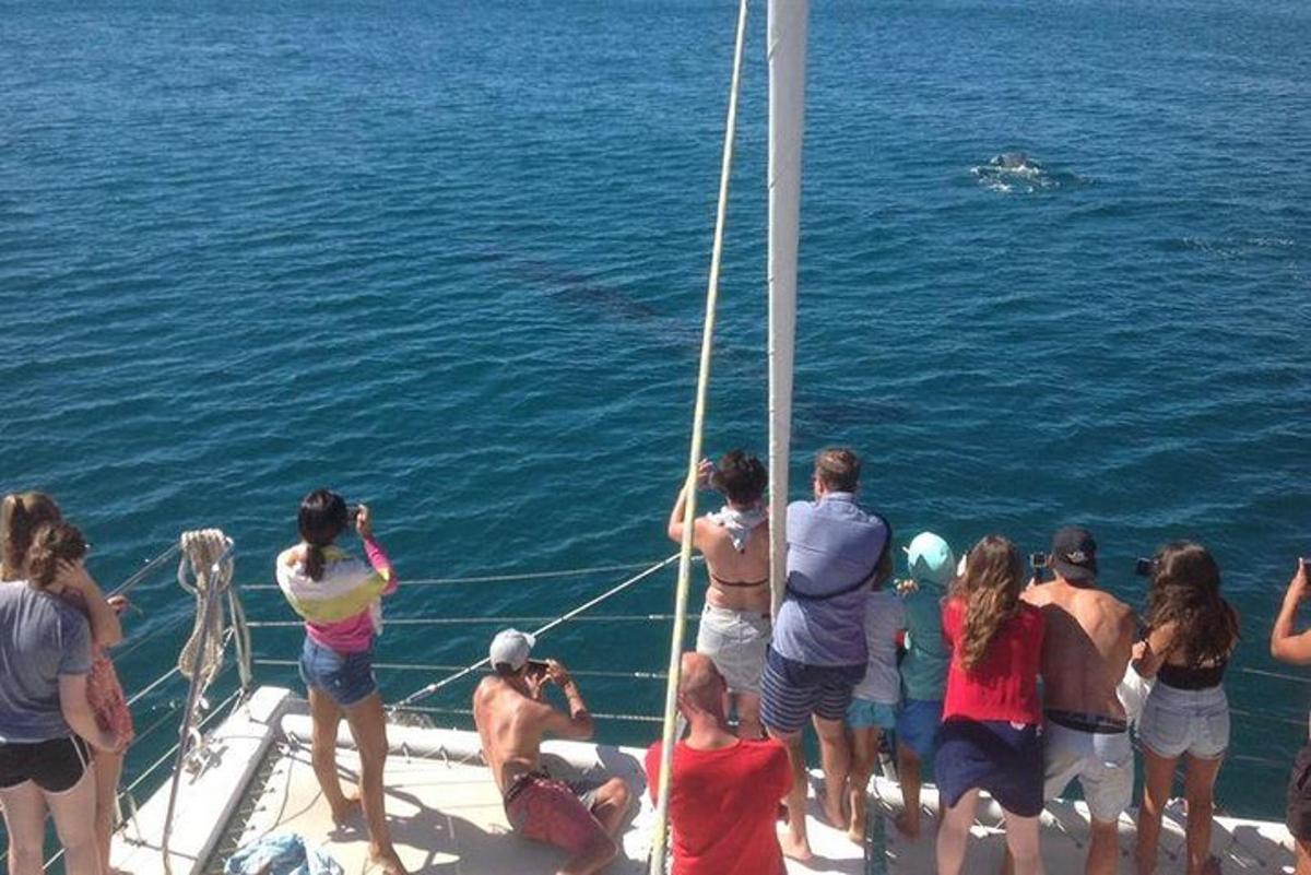 Un grupo de personas en un barco mirando un delfín en el agua.