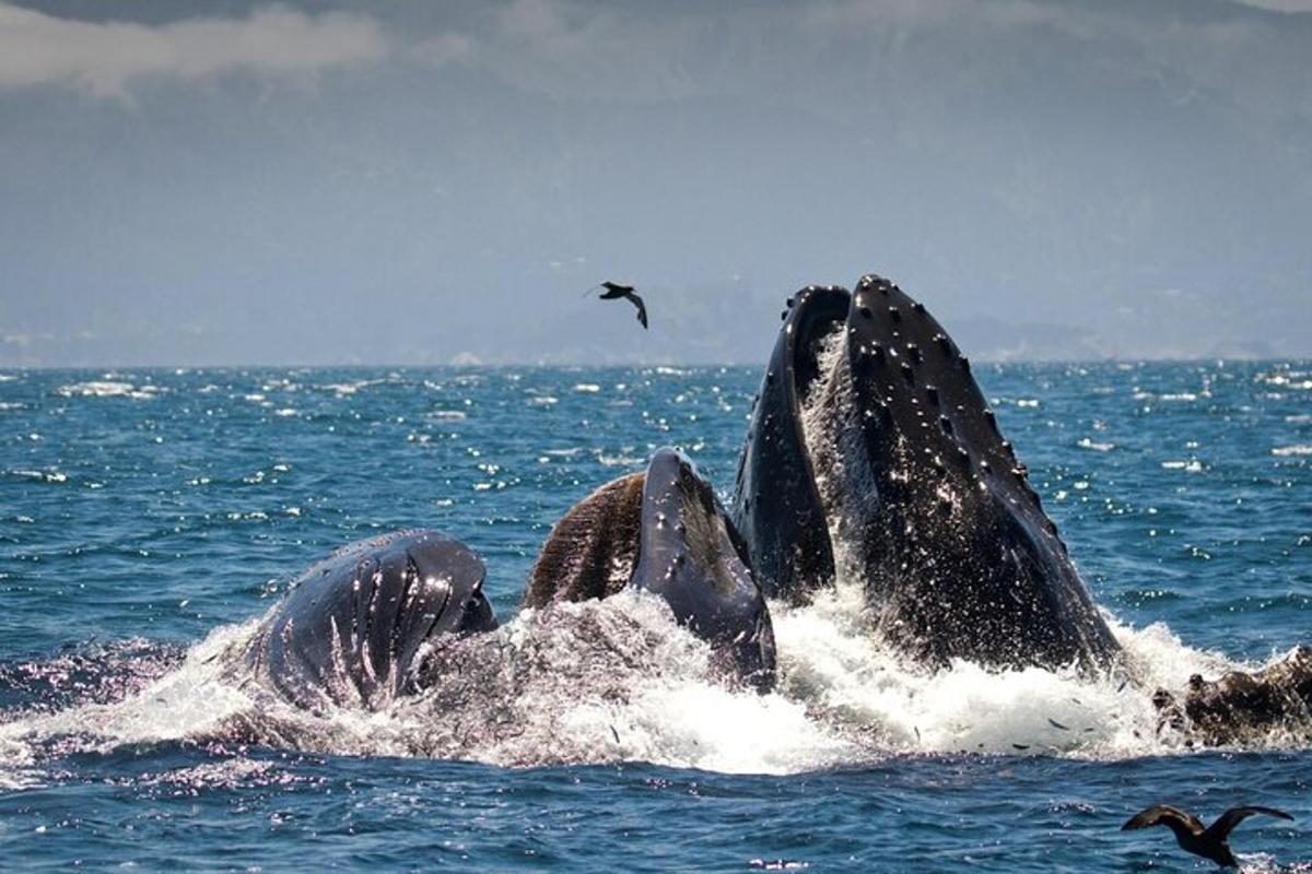 a pair of whales swimming in the ocean
