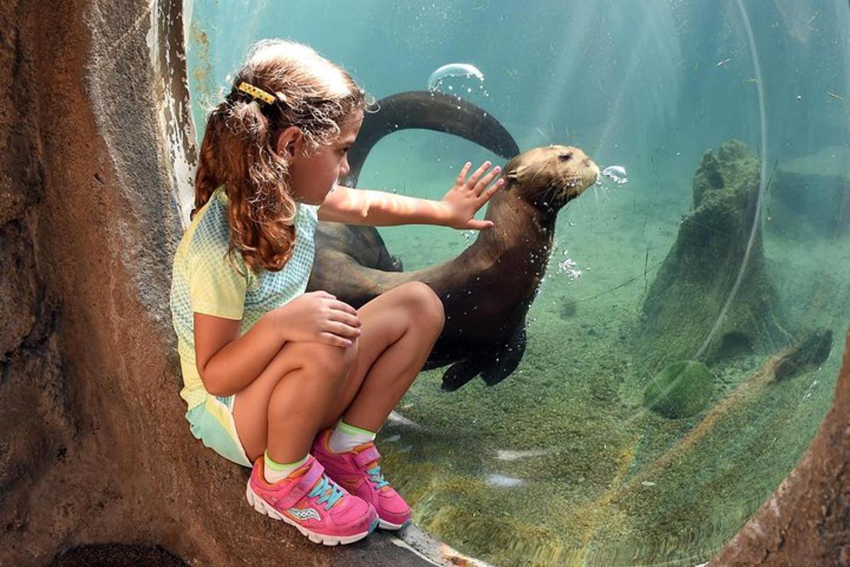 ein kleines Mädchen, das mit einer Robbe im Wasser spielt