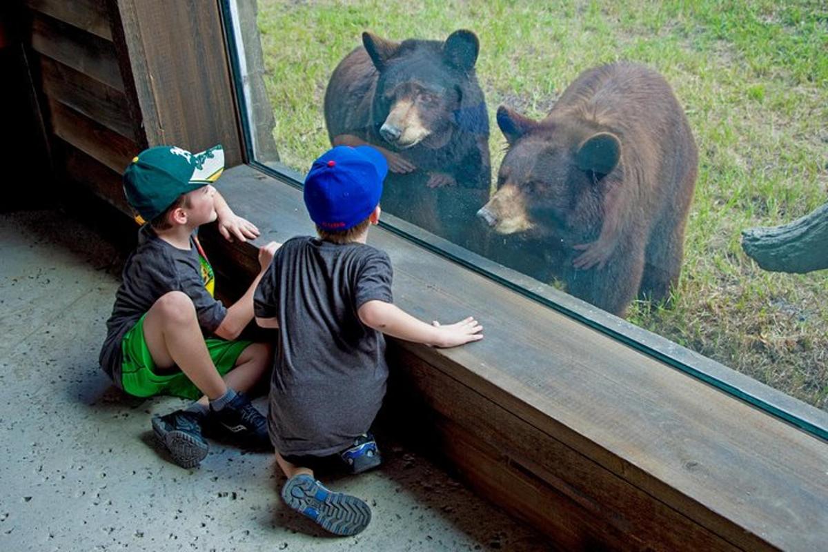 zwei kleine Jungen, die durch ein Fenster einen Bären betrachten