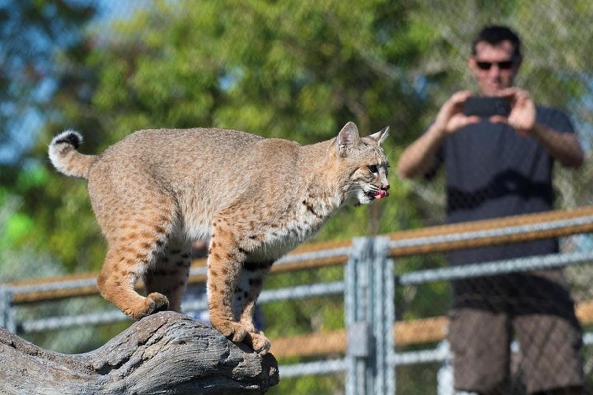 um homem tirando uma foto de um lince em pé em um tronco