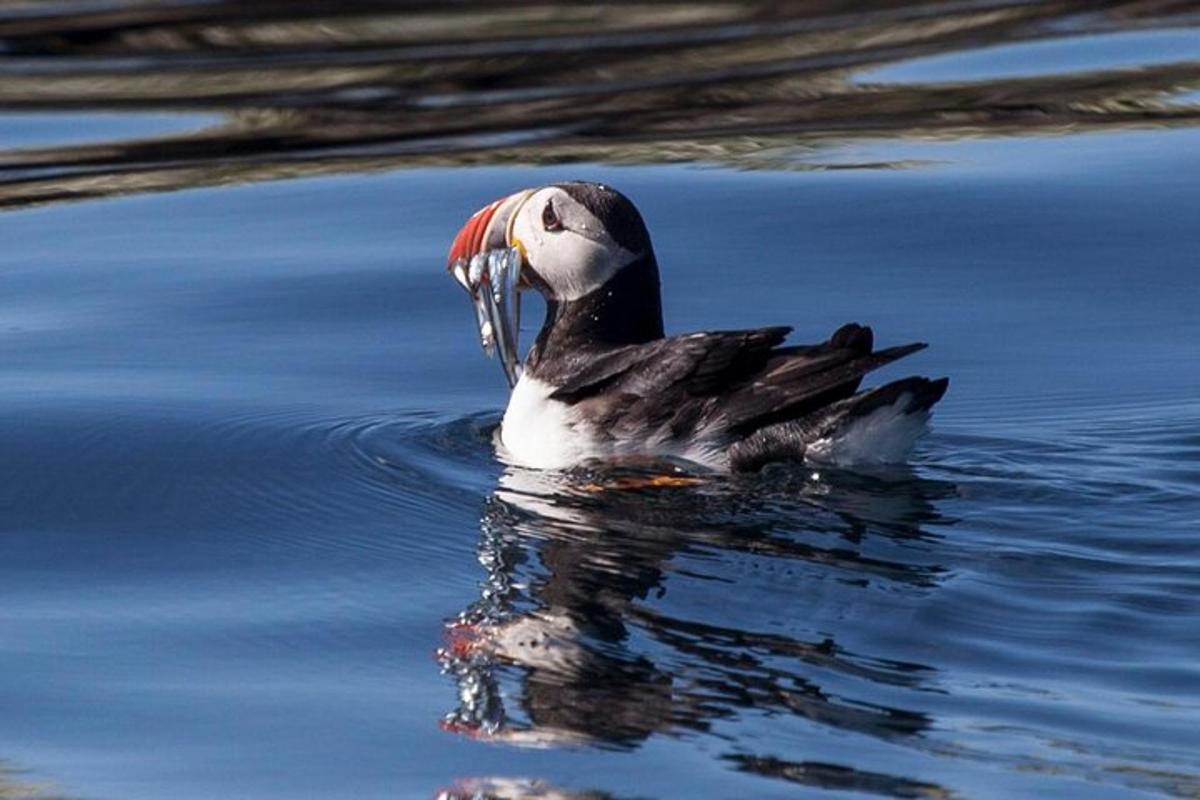 un'anatra che nuota nell'acqua con il becco