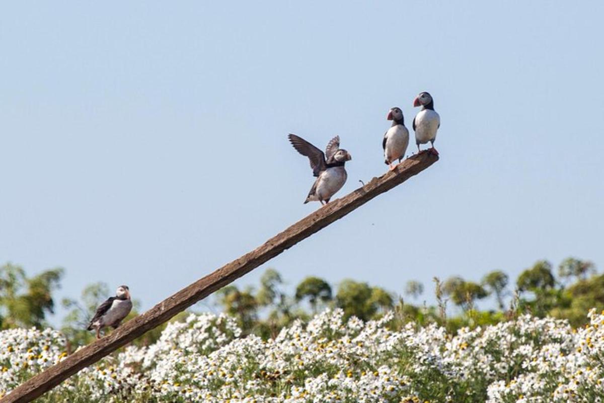 sekumpulan burung duduk di atas dahan