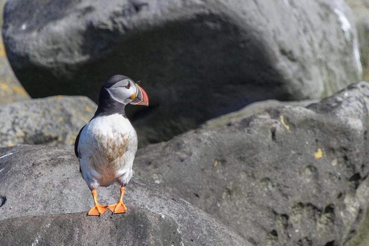 seekor burung berdiri di atas batu dengan paruhnya terbuka