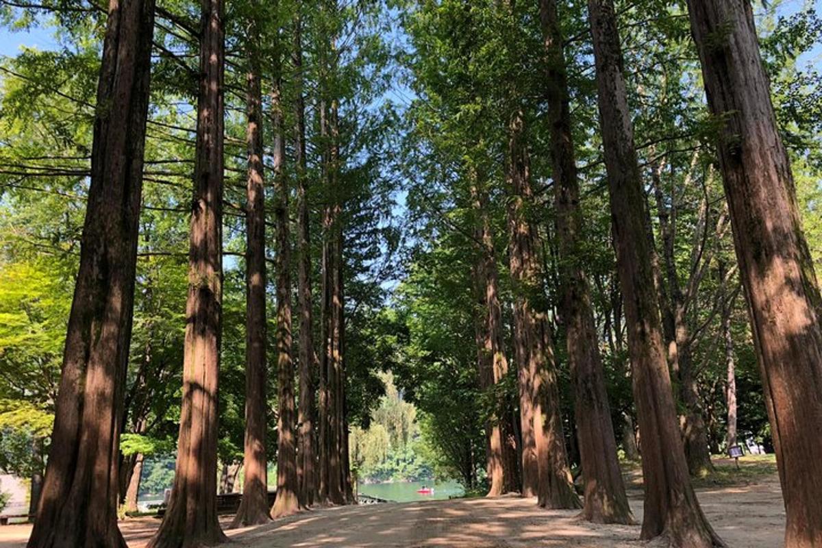 a road in the middle of a forest of trees