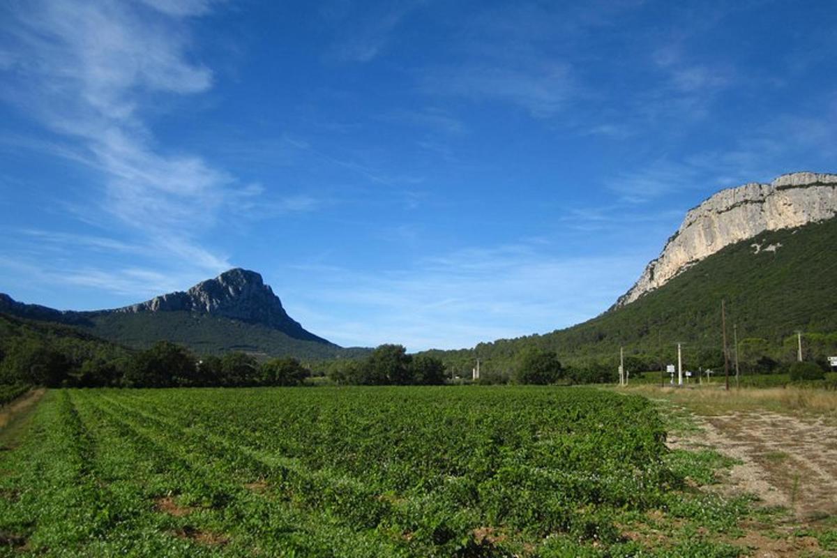 ladang tanaman dengan latar belakang gunung