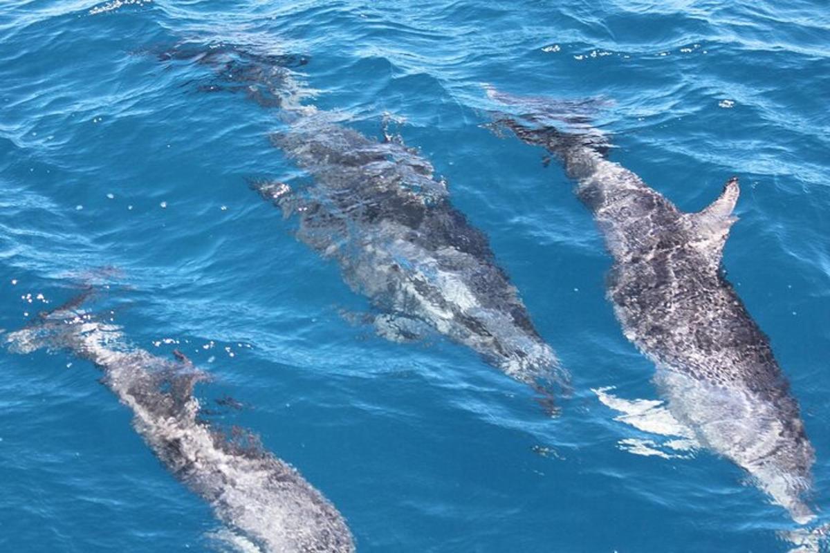 eine Gruppe von Delfinen, die im Wasser schwimmen