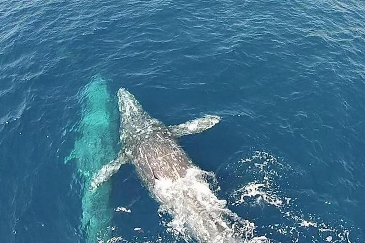un tiburón nadando en el agua