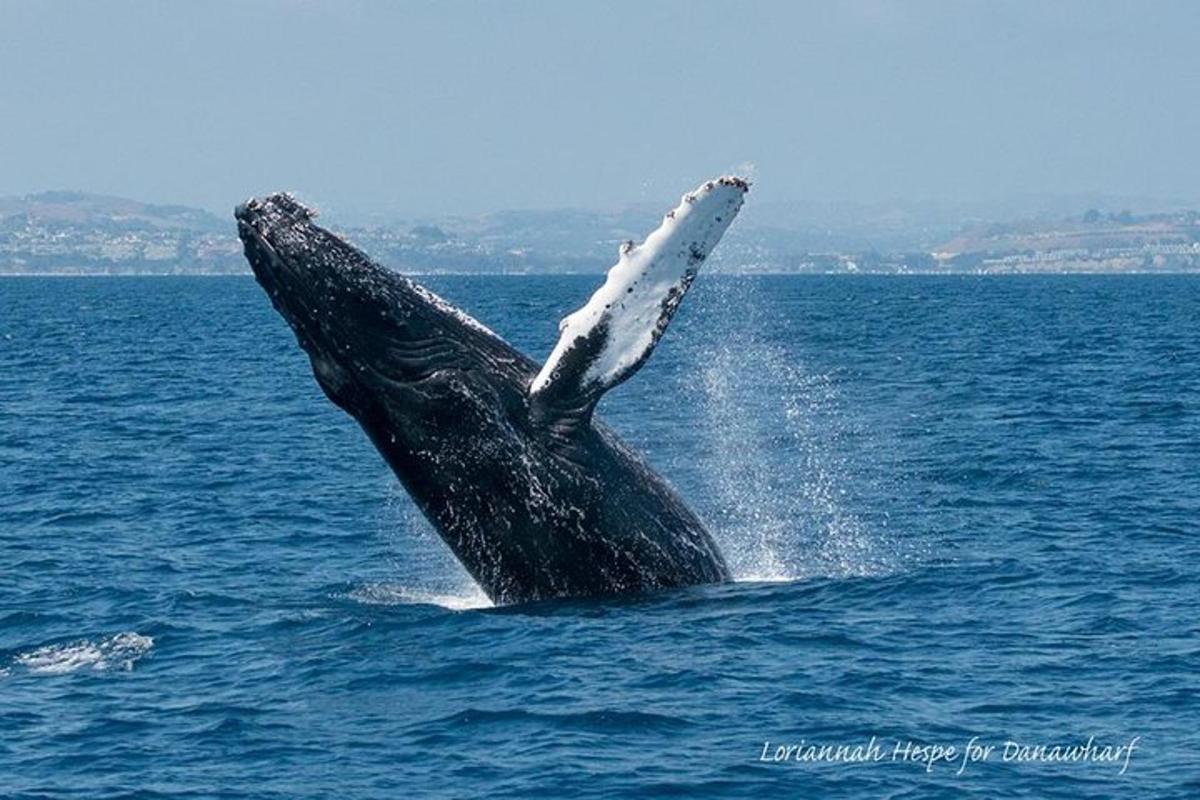 水から飛び出すザトウクジラ