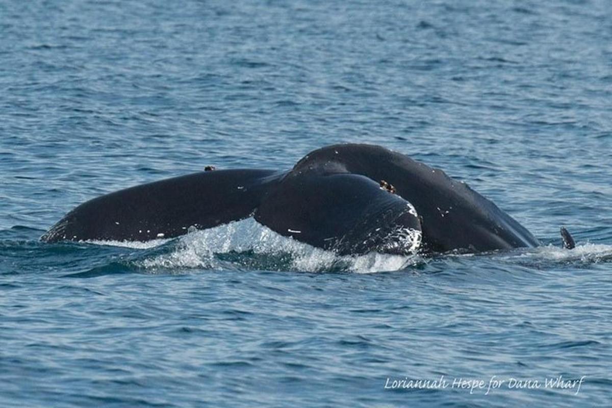 クジラが水中で泳いでいる